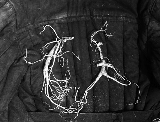 Asiatic ginseng root