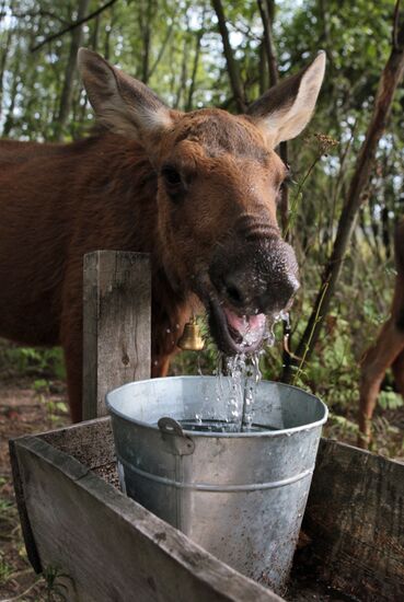 Elk