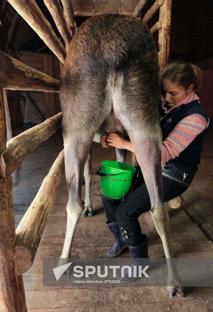 Staff milks elk