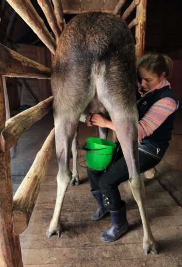 Staff milks elk