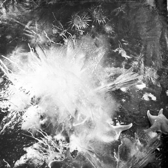 Marine organisms in polar ice