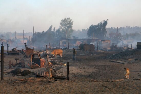 Fires, Altai Territory