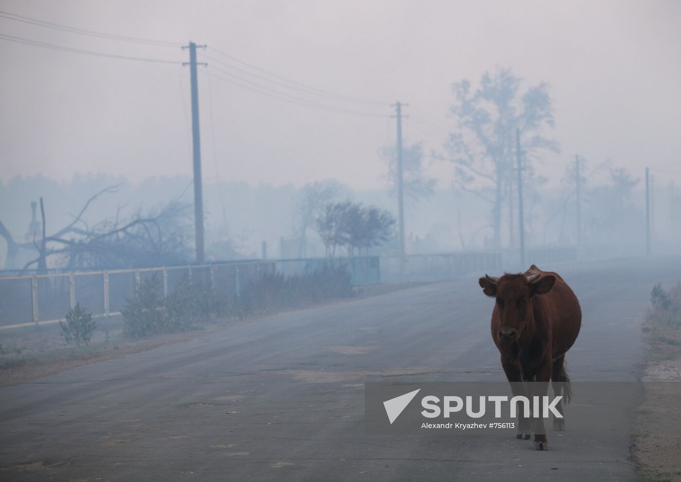 Fires, Altai Territory