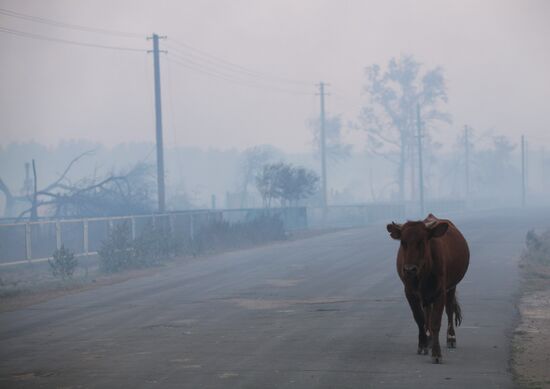 Fires, Altai Territory