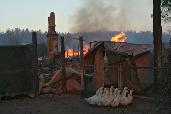 Fire in Altai Region