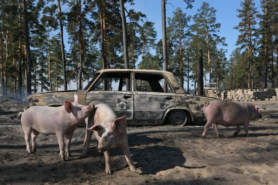 Fire in Altai Region