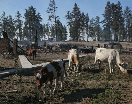 Fire in Altai Region