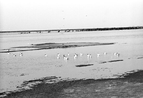 Gathering ponds at Volgograd Chemicals Plant