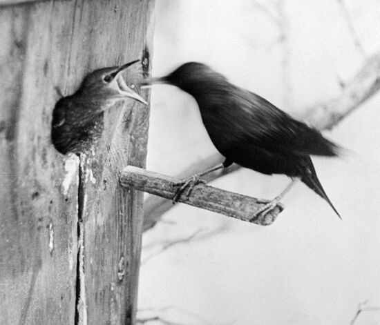 Children's photography. "Eat, my son"