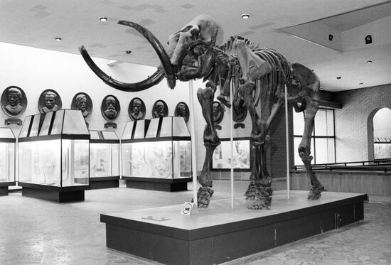Skeleton of mammoth in Paleontological museum