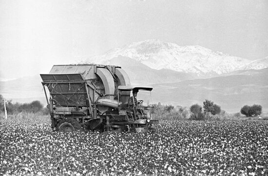 Cotton field of "Leninism" collective farm