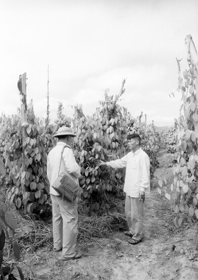 Agricultural plantation
