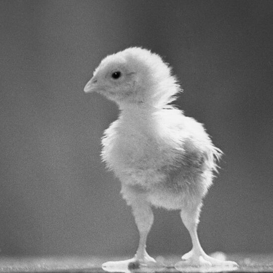 I am the Incubator One