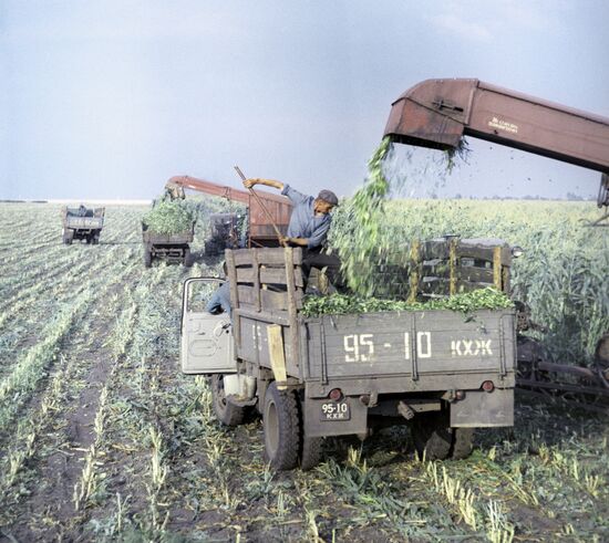 Maize harvesting