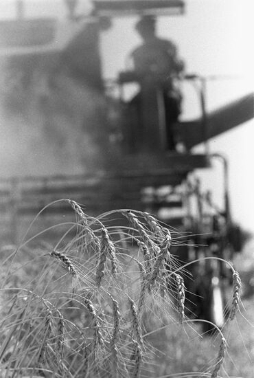 Wheat harvesting at collective farm named after V. Chkalov