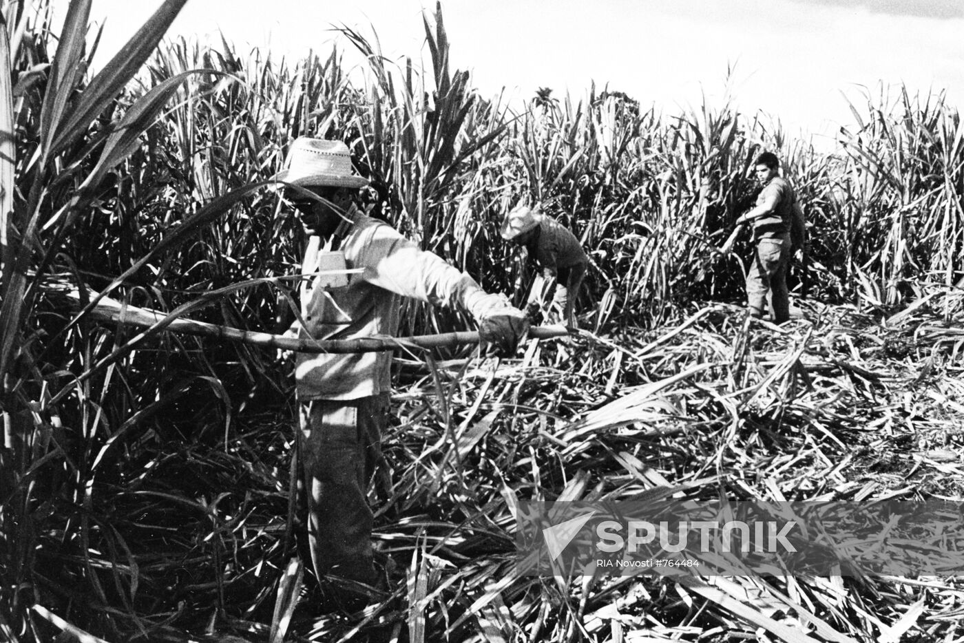 Sugarcane plantation s