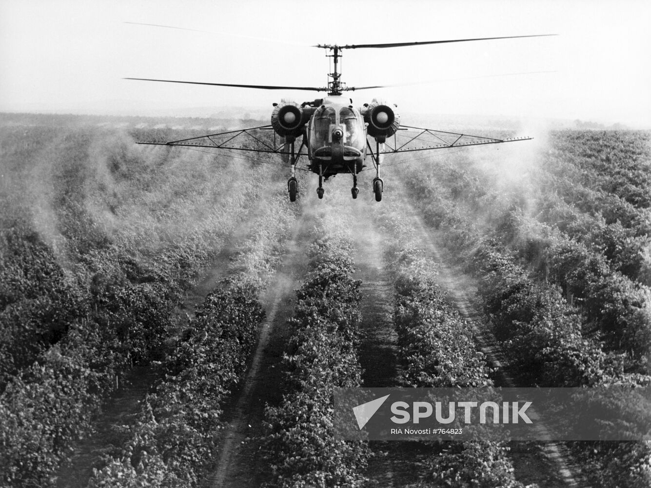 Spray treatment of the grapevines before harvesting