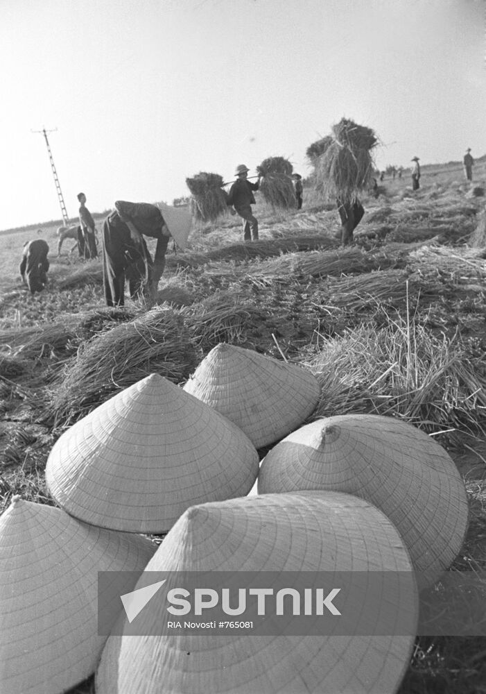 Hay harvesting in Nam Dinh Province