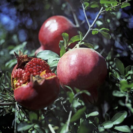 Pomegranates