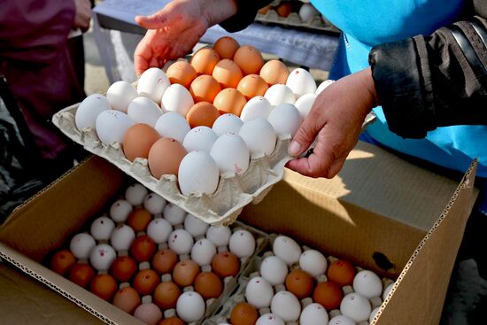 Fall farm fair in Novosibirsk