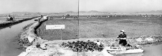 Rice fields in Mensuk cooperative