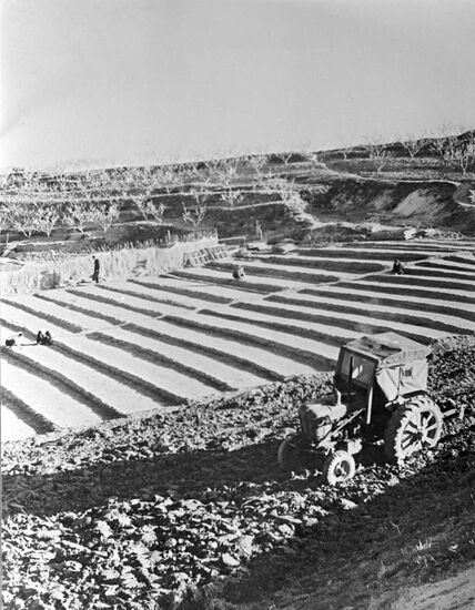Rice sprouts on terraced field