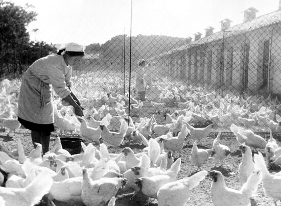 Poultry farm in South Hamgyong Province