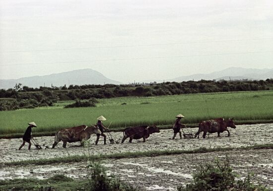 Peasants in rice field