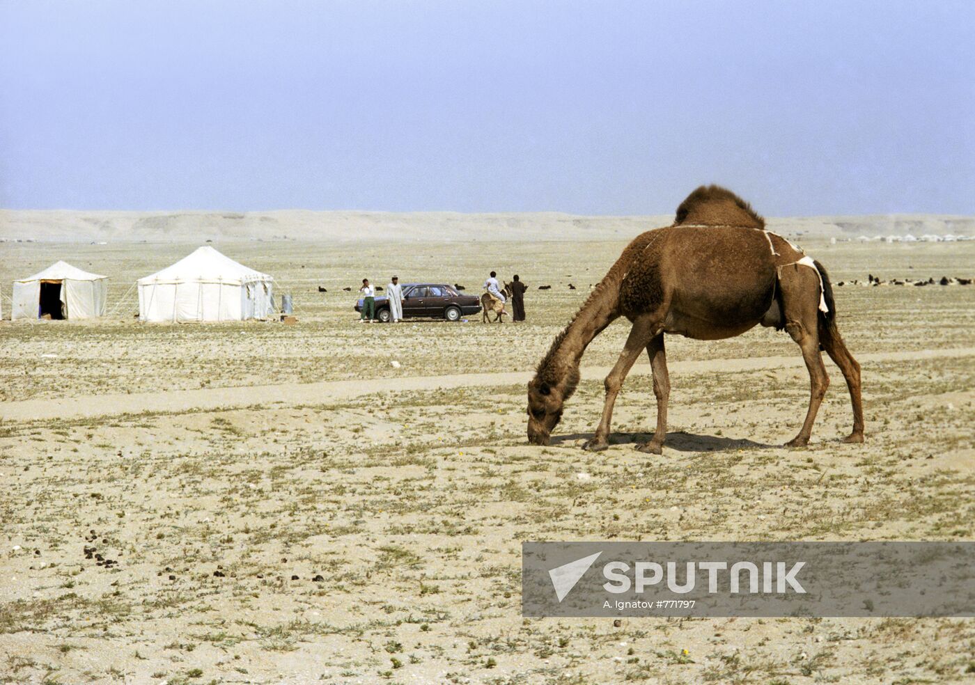 Kuwaiti Beduins' camping ground