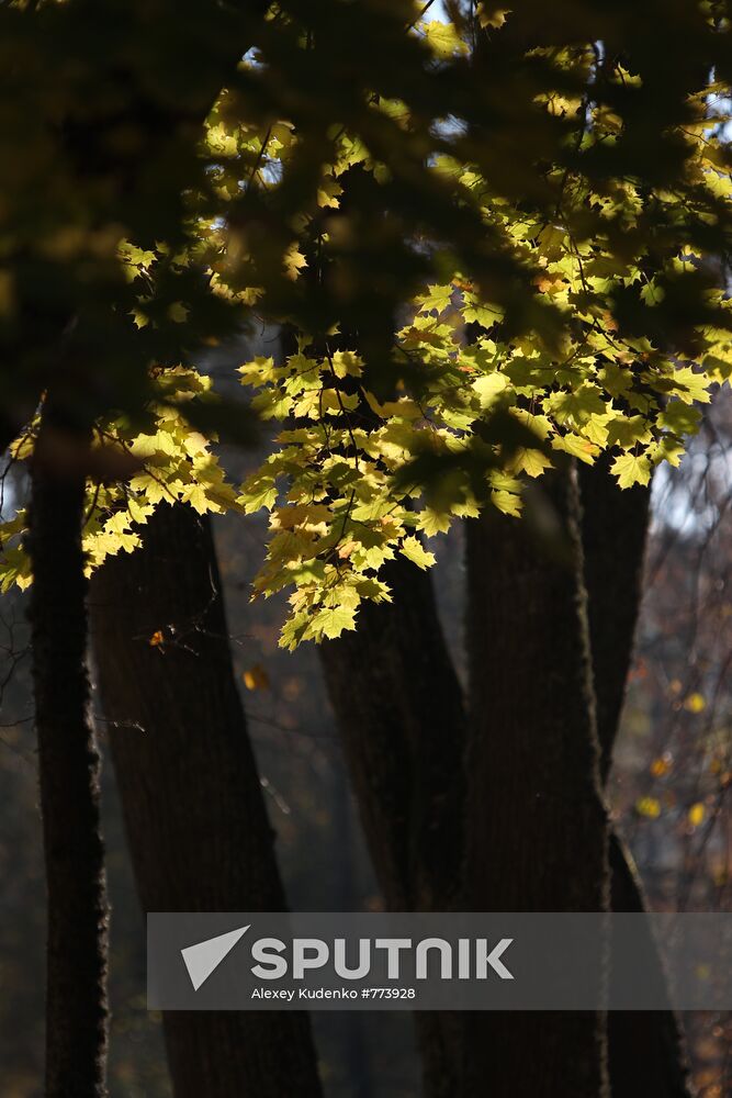 Golden autumn