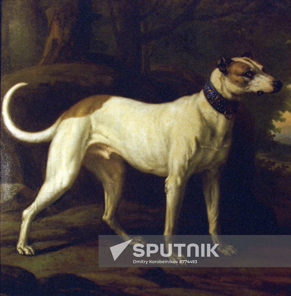 Picture "Dog named Turk"