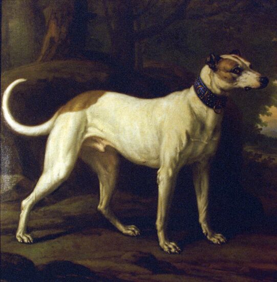 Picture "Dog named Turk"