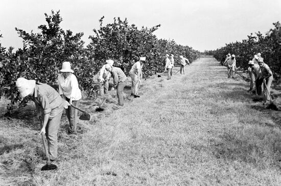 Schoolchildren helping cultivate orange trees