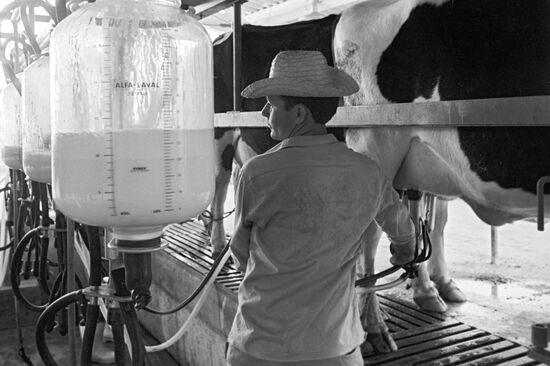 Milking cow in dairy farm