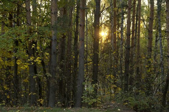 Golden autumn