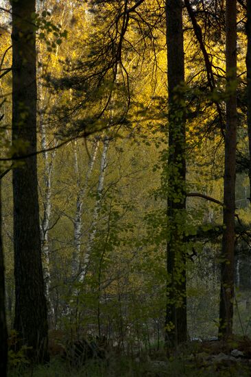 Golden autumn