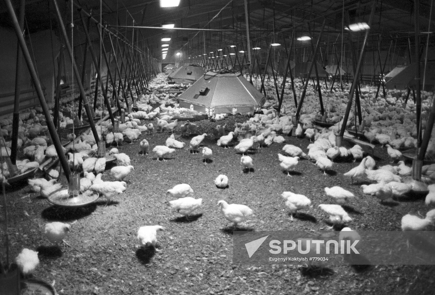 Poultry plant at collective farm "Pravda"