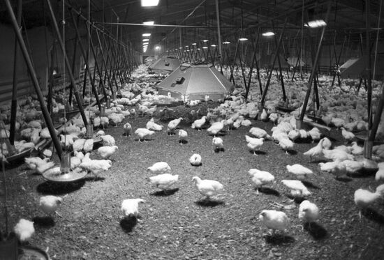 Poultry plant at collective farm "Pravda"