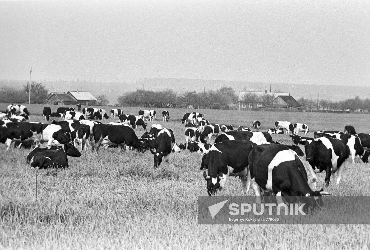 Cattle breeding plant