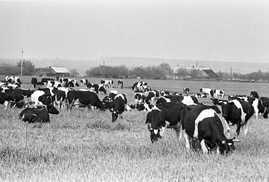 Cattle breeding plant