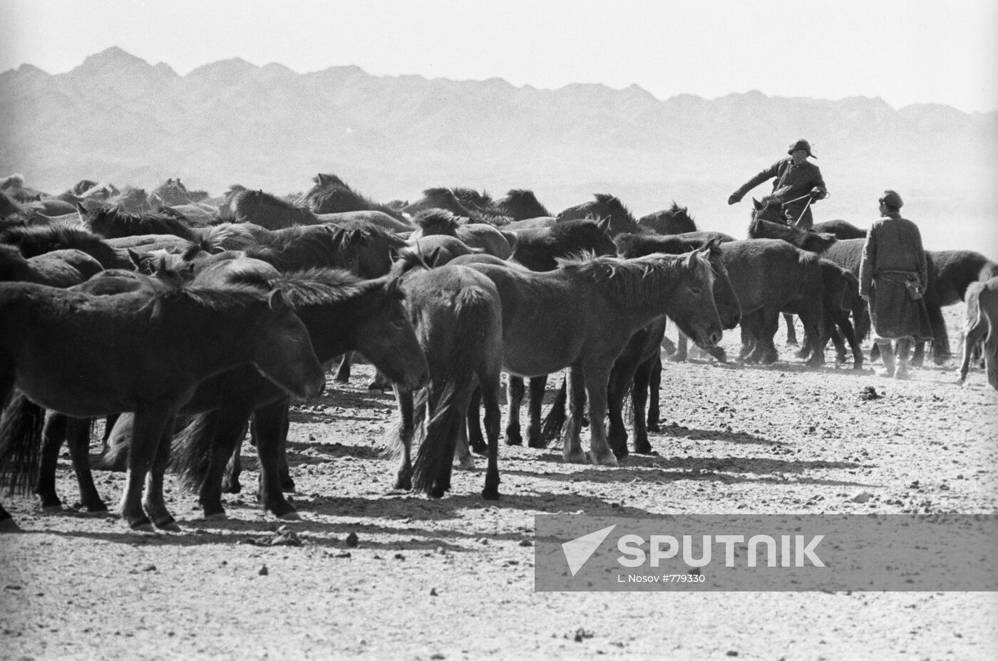 Mongolian horses
