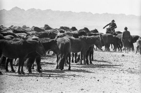 Mongolian horses
