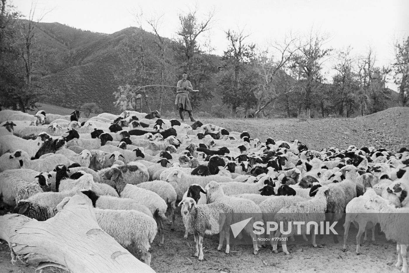 Mongolian sheep