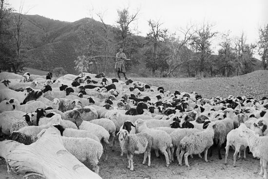Mongolian sheep