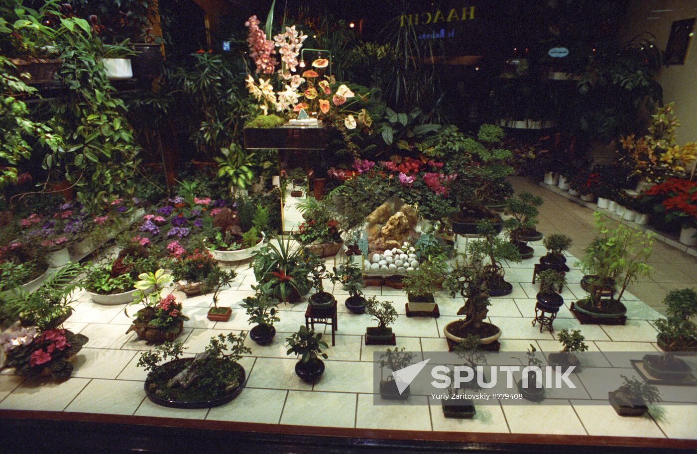 Dwarf trees - bonsai