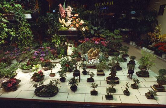 Dwarf trees - bonsai
