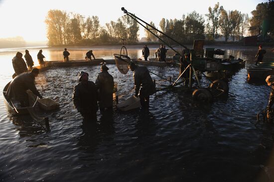 Catching traditional Christmas carps