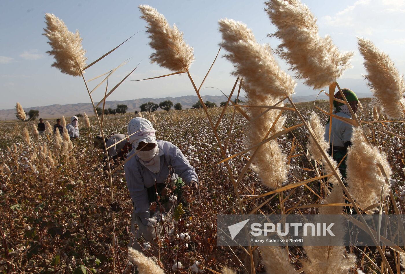Harvesting cotton in the vicinities of Ashgabat