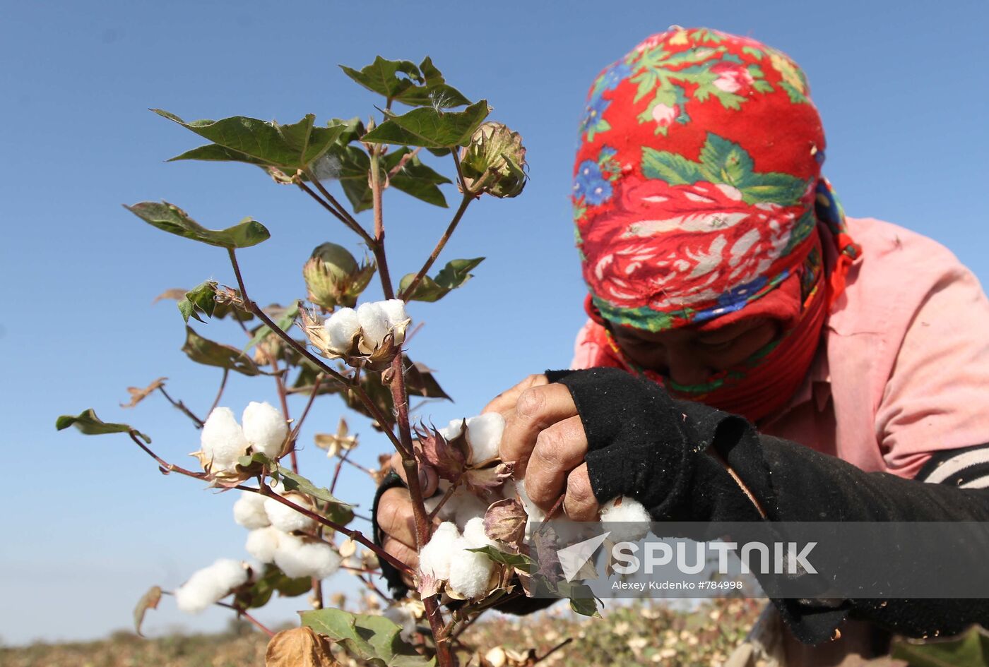 Harvesting cotton in the vicinities of Ashgabat