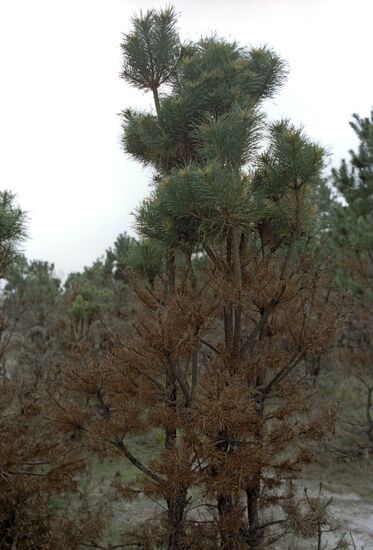 Plant in Chernobyl meltdown area